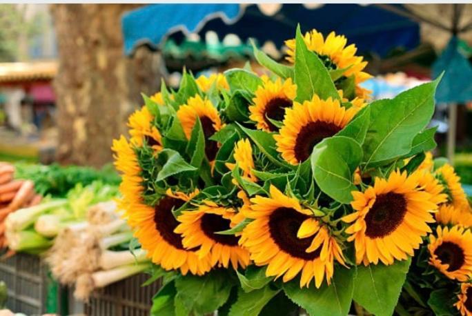 Gite Des Tournesols Oradour-Fanais Zewnętrze zdjęcie